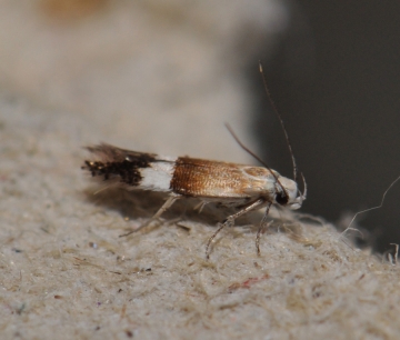 Syncopacma polychromella