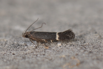 Syncopacma suecicella