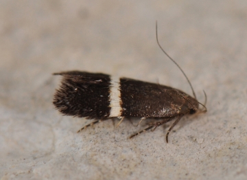 Syncopacma taeniolella