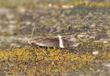 Syncopacma wormiella