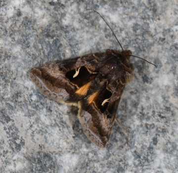 Syngrapha hochenwarthi