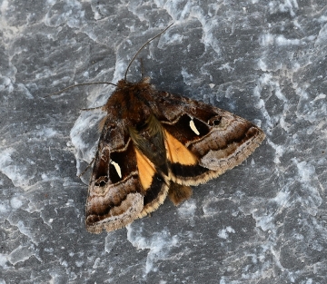 Syngrapha hochenwarthi