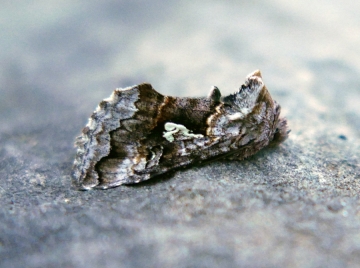 Syngrapha interrogationis