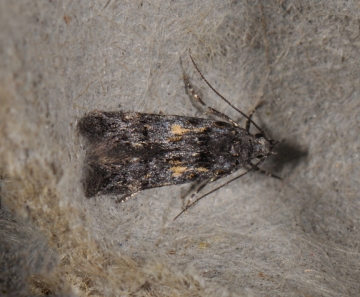 Teleiodes flavimaculella