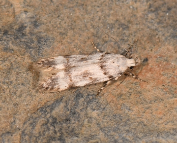 Teleiopsis paulheberti