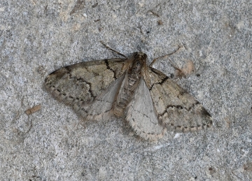 Tephronia oppositaria