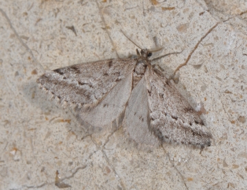 Tephronia oranaria