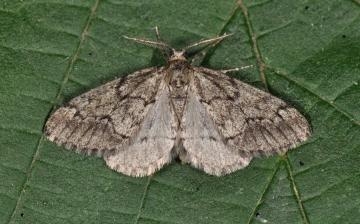 Tephronia sepiaria