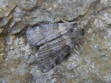 Tetheella fluctuosa