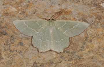 Thalera fimbrialis