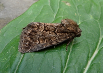 Thalpophila matura
