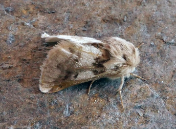 Thaumetopoea herculeana