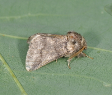 Thaumetopoea processionea