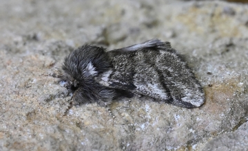 Thaumetopoea processionea