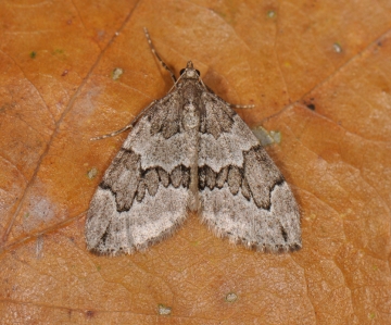 Thera juniperata