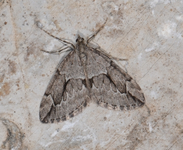 Thera juniperata