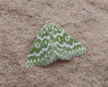 Thetidia plusiaria