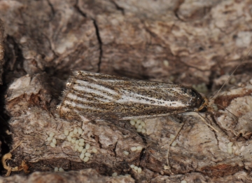 Thisanotia chrysonuchella