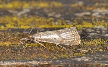 Thisanotia chrysonuchella