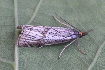 Thisanotia chrysonuchella