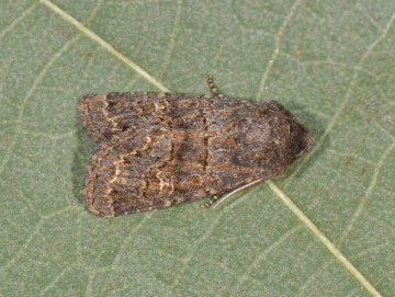 Tholera cespitis