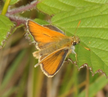 Thymelicus sylvestris