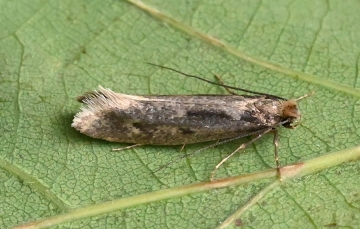 Tinea pallescentella