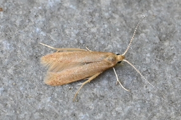 Tischeria ekebladella