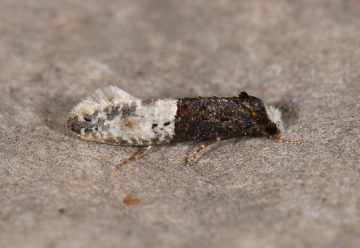 Trichophaga bipartitella