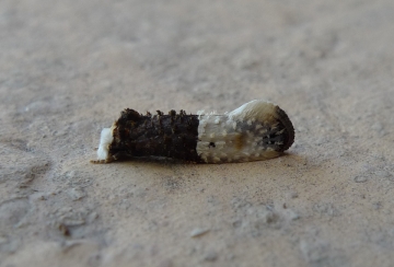 Trichophaga bipartitella