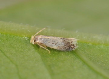 Trifurcula immundella