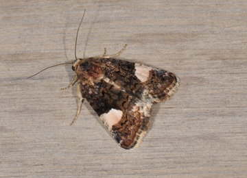 Tyta luctuosa