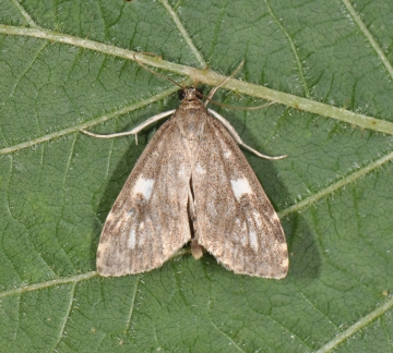Udea olivalis