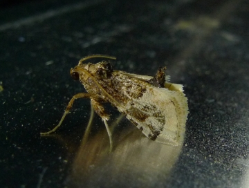 Loryma egregialis