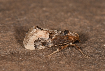 Loryma egregialis