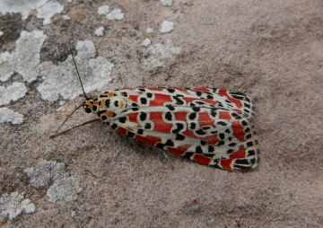 Utetheisa pulchella