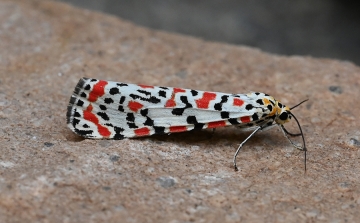 Utetheisa pulchella