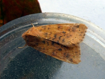 Xanthia gilvago