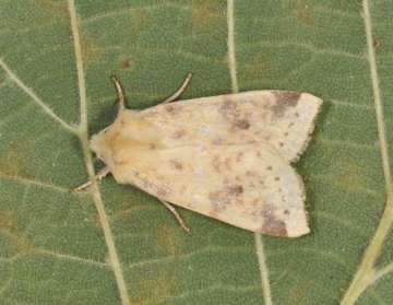 Xanthia icteritia