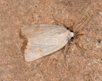 Xanthodes albago