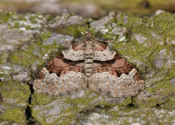 Xanthorhoe designata