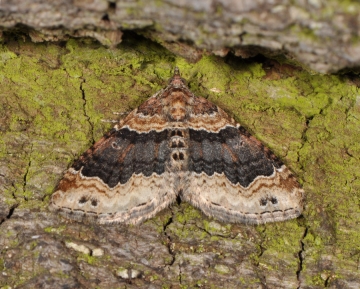 Xanthorhoe ferrugata