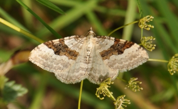 Geometridae: Xanthorhoe montanata