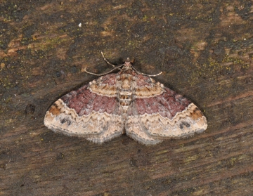 Xanthorhoe spadicearia