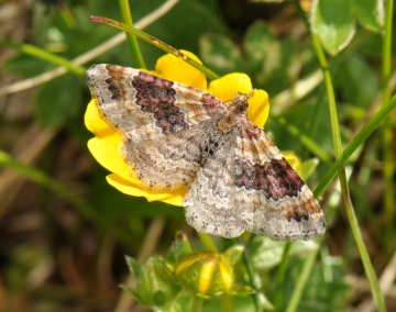 Xanthorhoe spadicearia