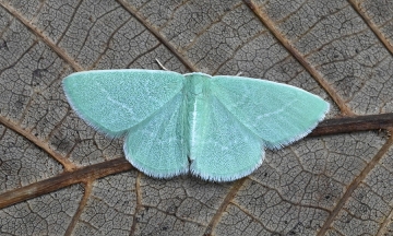 Xenochlorodes olympiaria