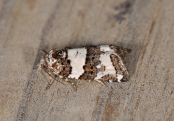 Xerocnephasia rigana