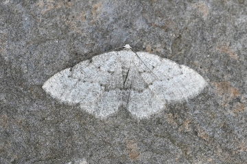 Yezognophos dilucidaria