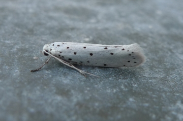 Yponomeuta cagnagella