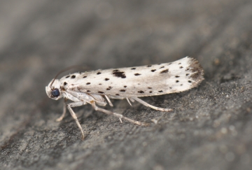 Yponomeuta plumbella